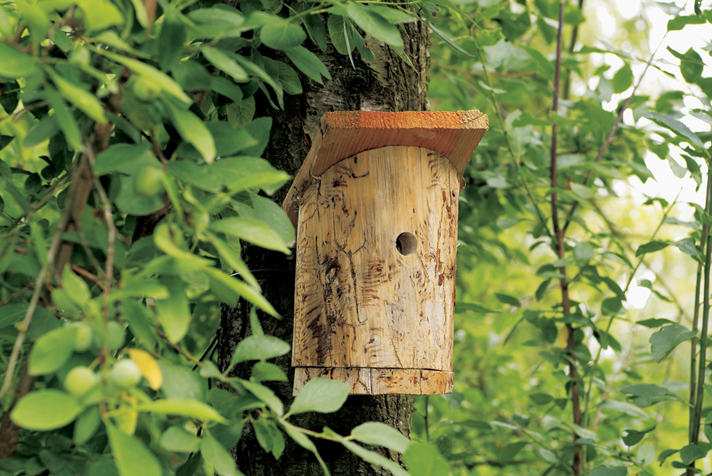 Una casa de pájaros de madera que cuelga de un árbol entre hojas. Aprende cómo construir una casa de pájaros con STIHL.