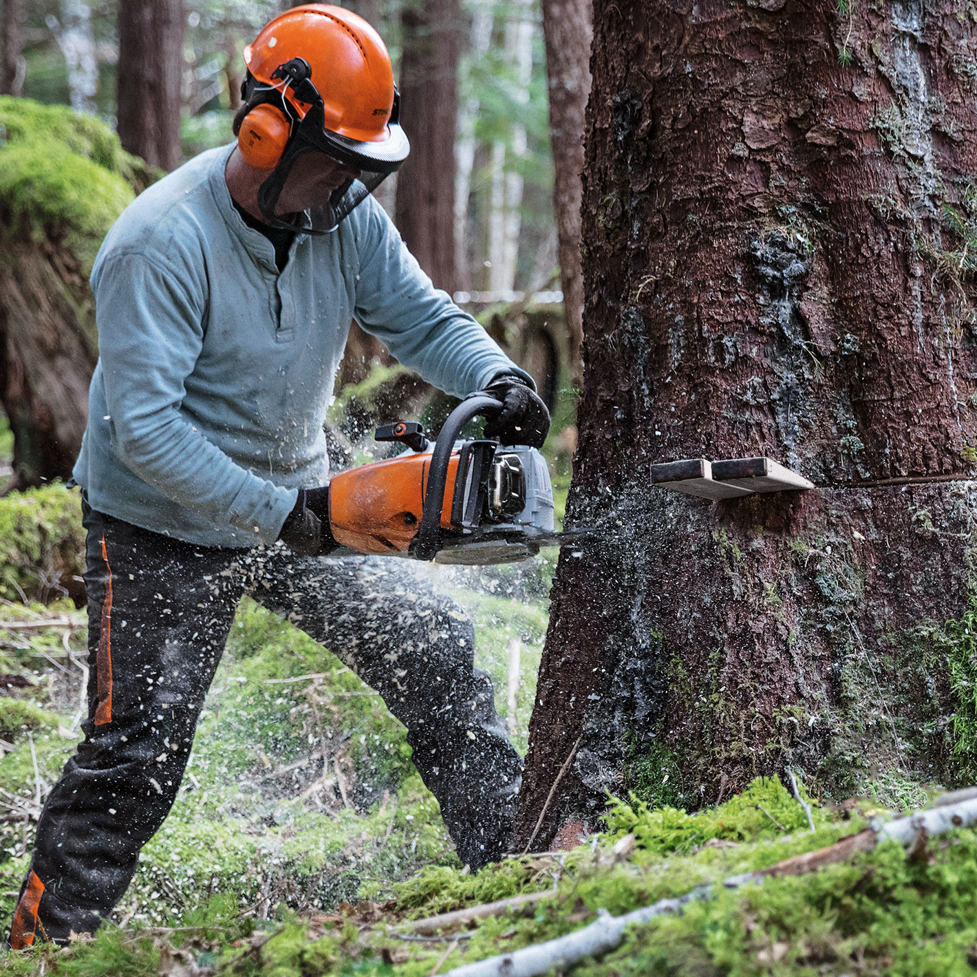 MS 462 C-M /MS 462 C-M R - Motosierras online | STIHL