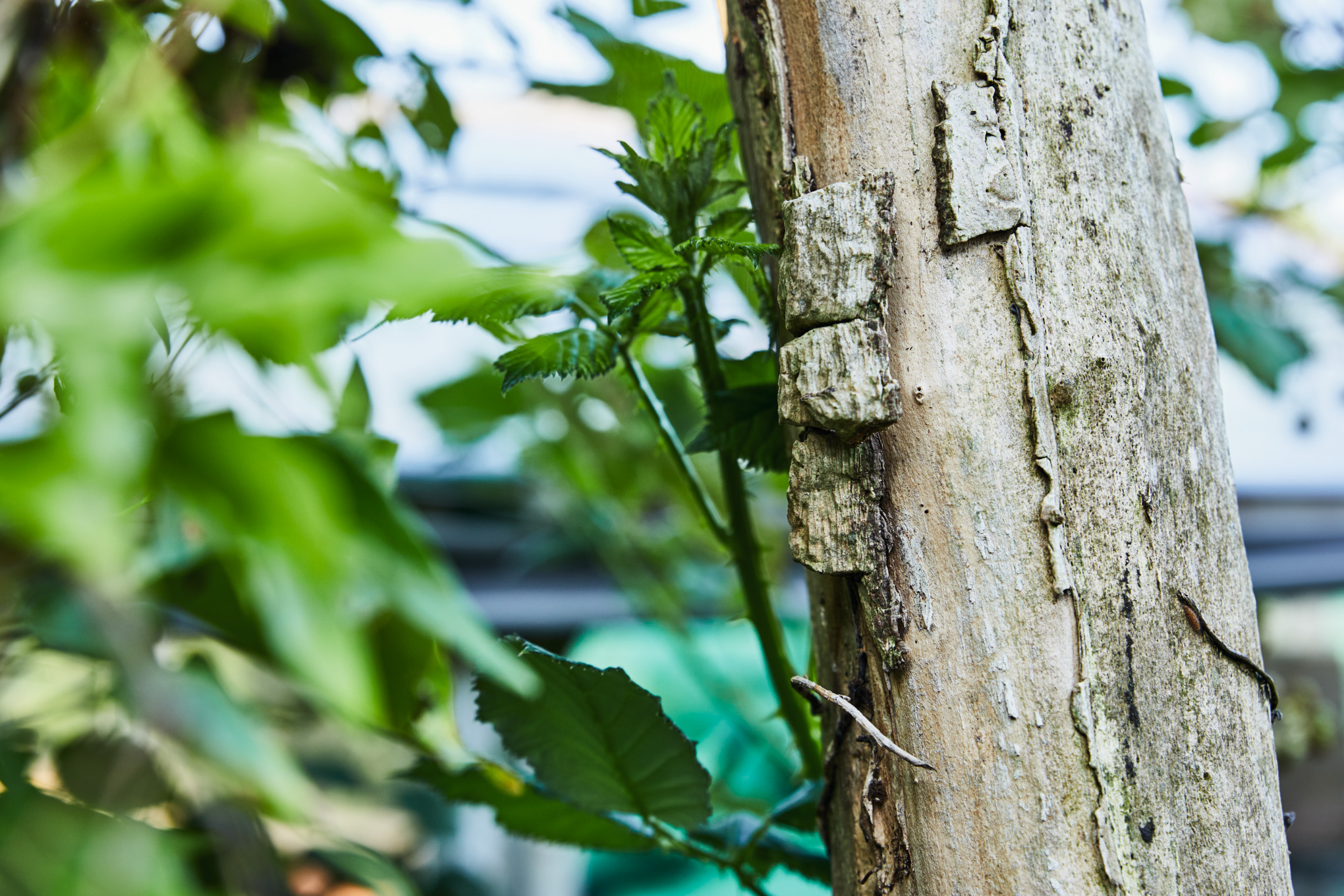 Primer plano de un abedul