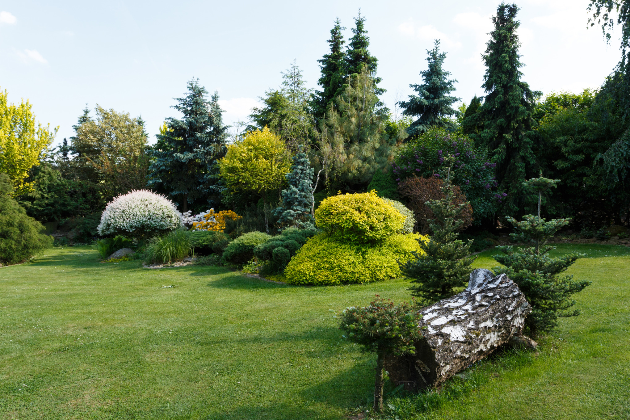 Coníferas y arbustos de hoja perenne en una parcela de jardín