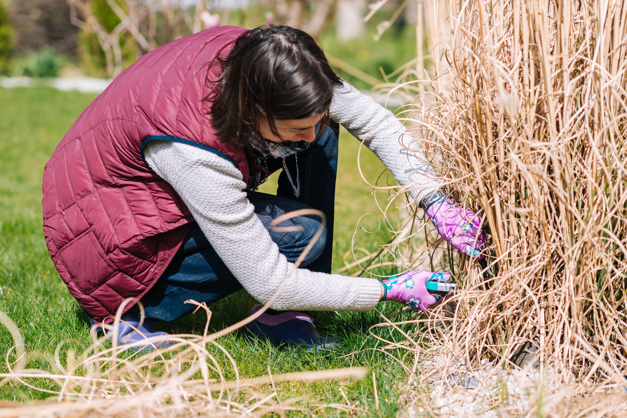Una mujer con chaleco rojo poda una planta herbácea ornamental con tijeras de jardinero