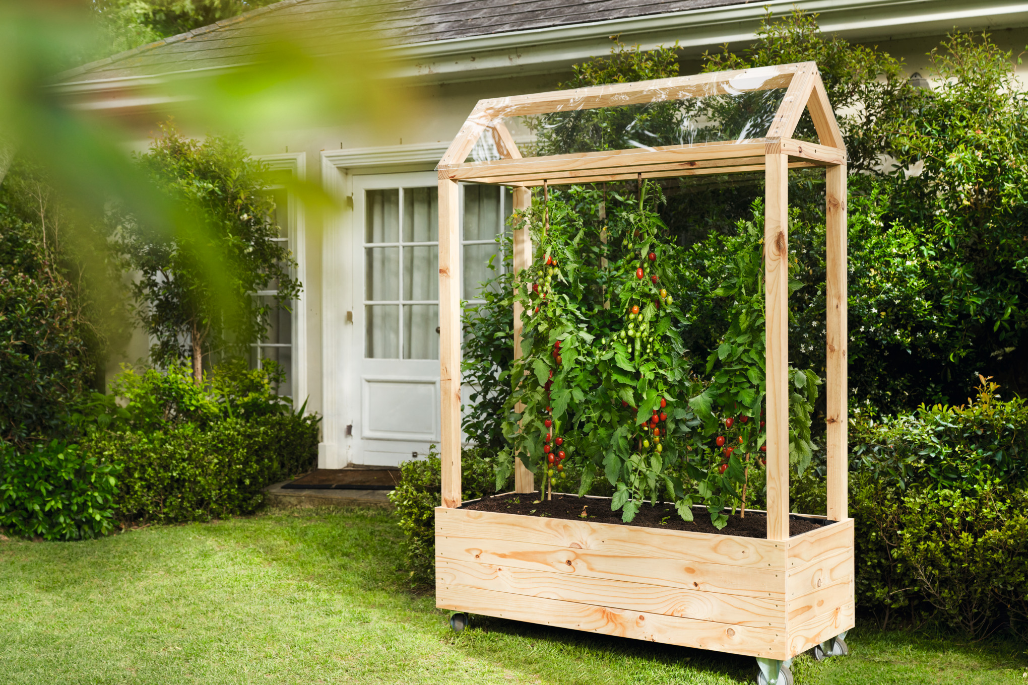Invernadero de madera con tomates de cosecha propia en un jardín  