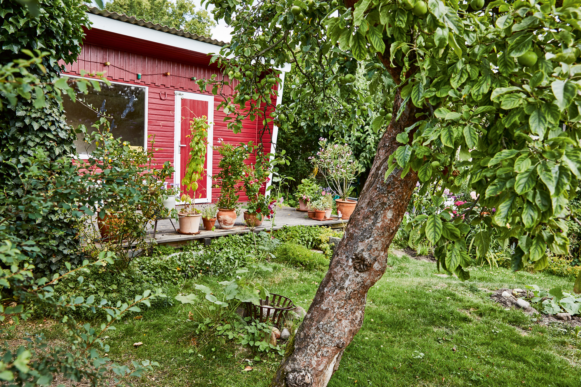 Un jardín con un árbol en primer plano y una casa de verano roja detrás 