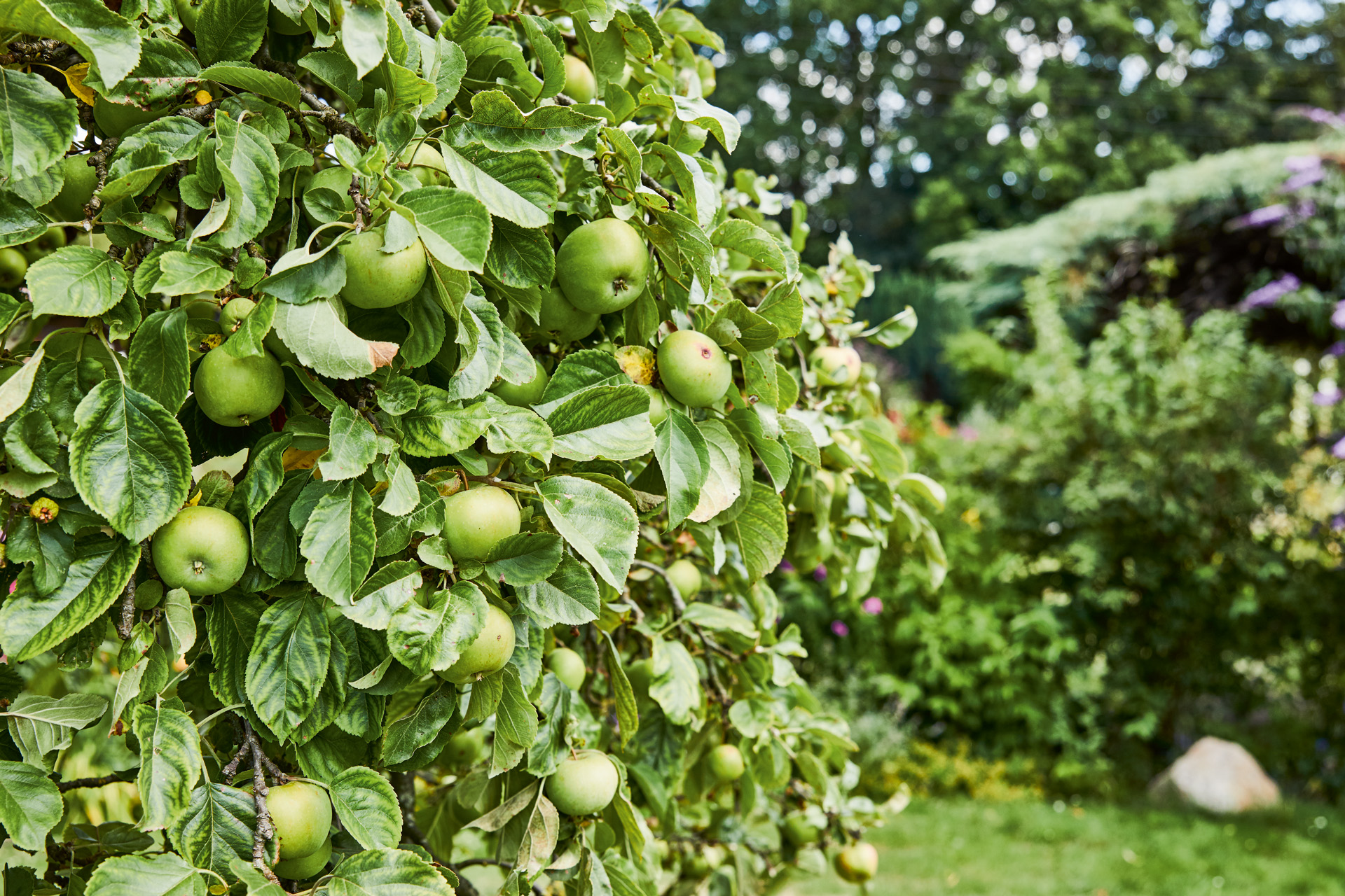 Manzanas verdes en un árbol, con arbustos y otros árboles, con un gran trabajo de cuidado de árboles frutales detrás.
