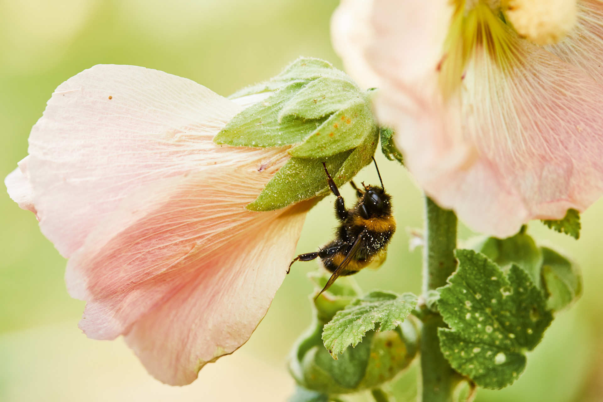 Primer plano de una abeja en una flor rosa, situados probablemente dentro de un jardín silvestre mediterráneo.