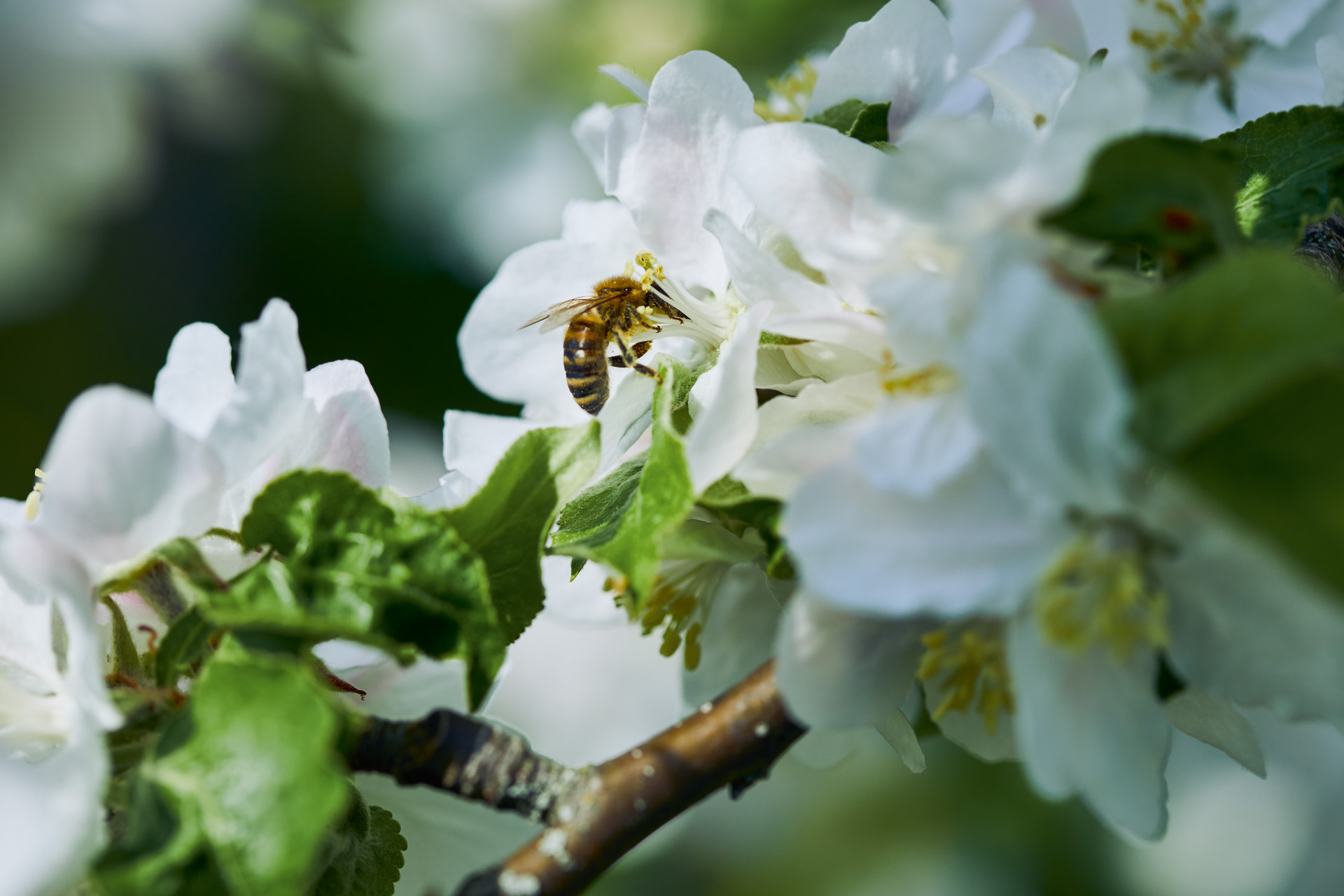 Primer plano de una abeja en una flor blanca