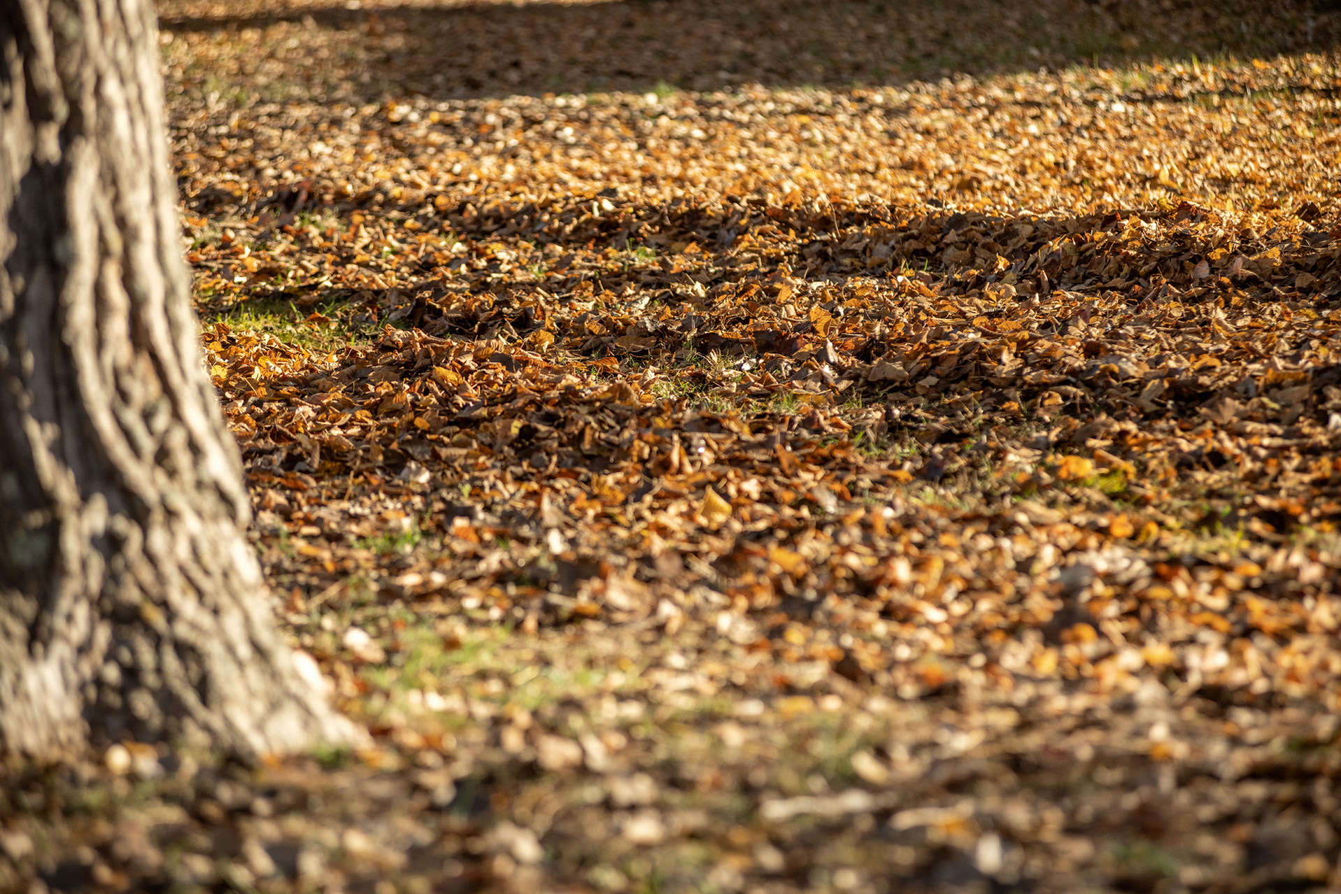 Hojas secas de otoño en el suelo