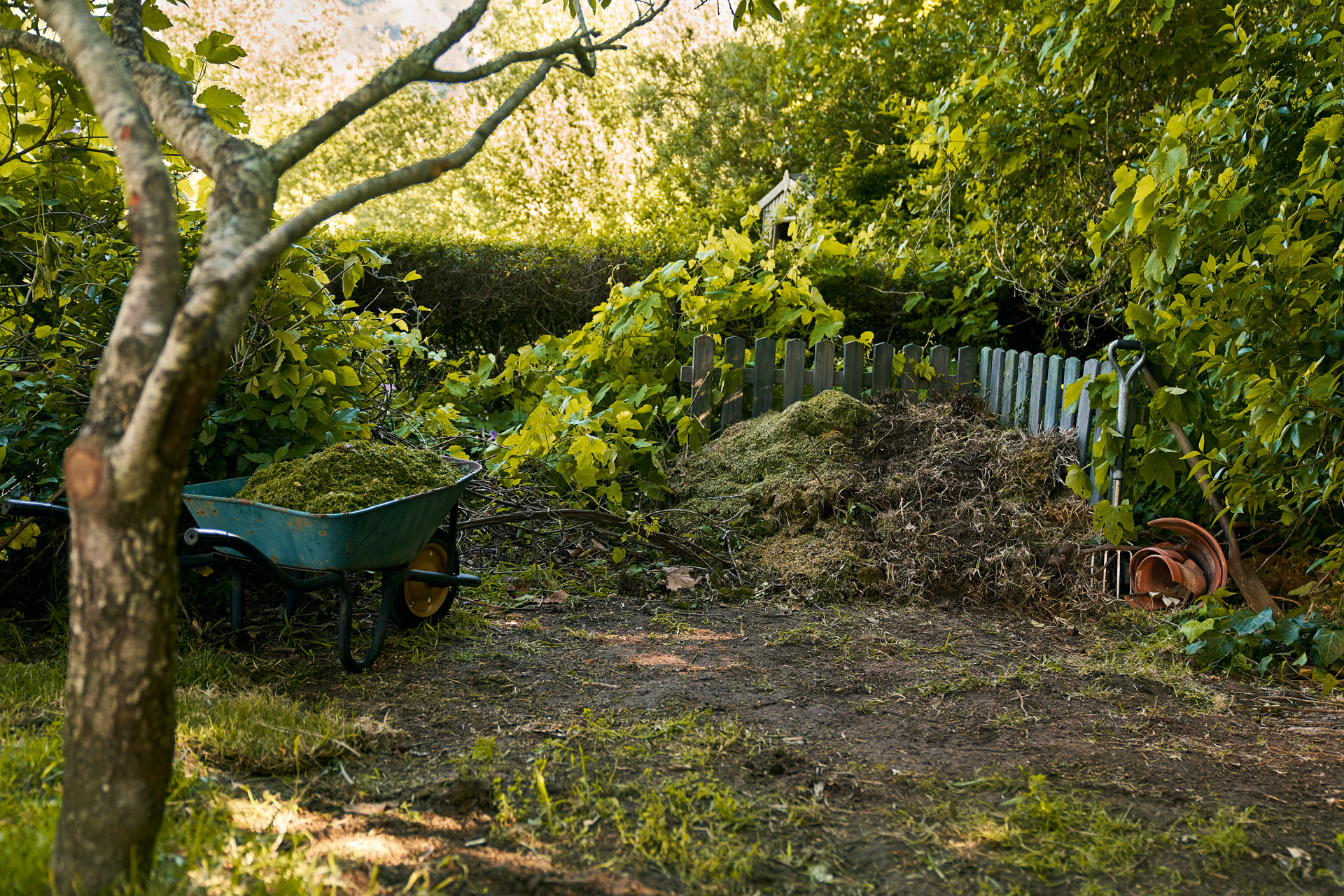 Una pila de compost y una carretilla en un rincón sombreado de un jardín tras tirar restos de poda.