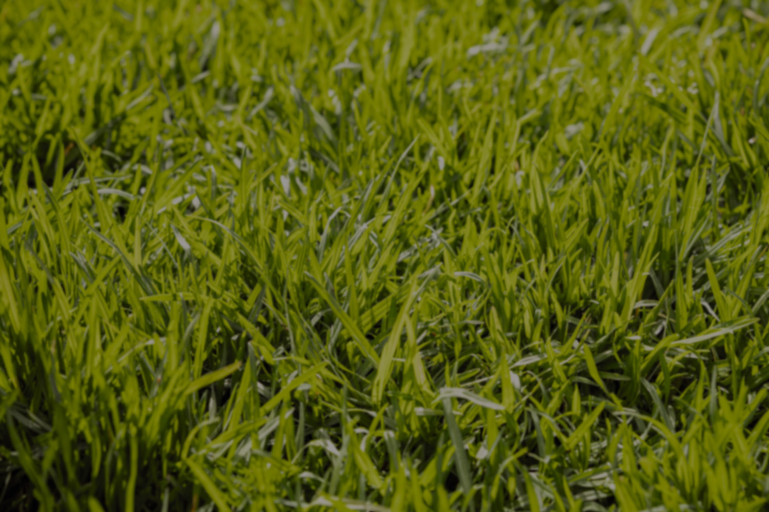 Briznas de hierba en un césped verde y brillante