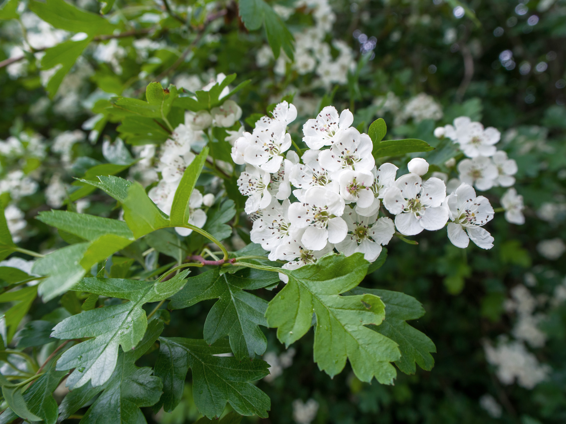 Primer plano de las flores blancas y las hojas verdes de un seto de espino blanco