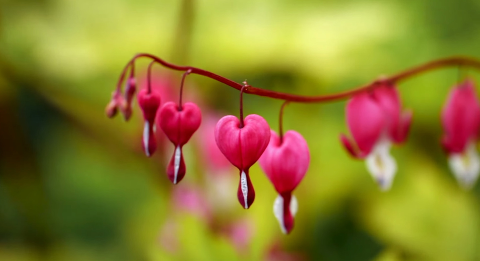 Primer plano de flores de corazón sangrante de color rosa intenso, típicas flores de jardín en primavera.