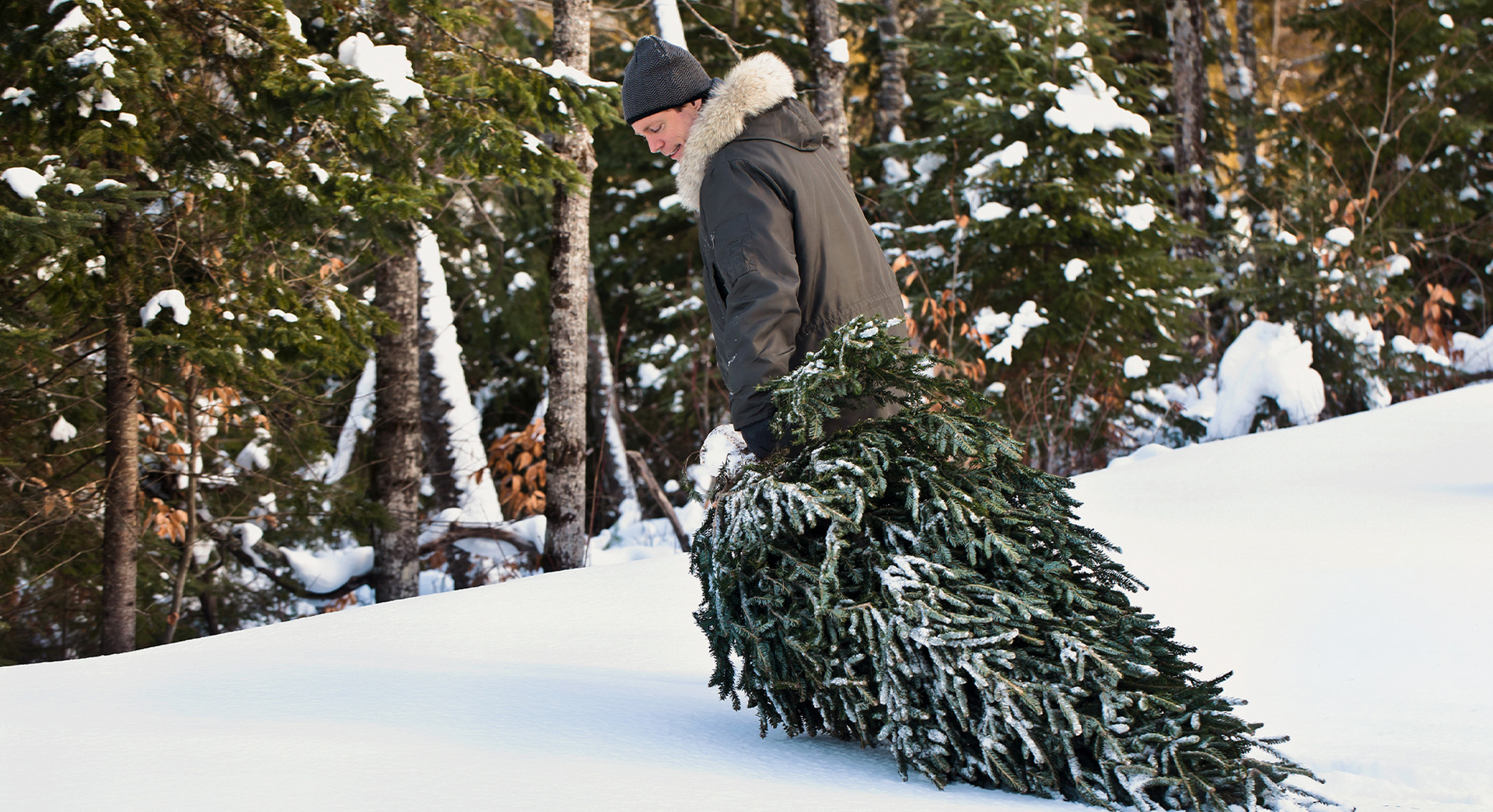 Un hombre tras cortar un árbol de Navidad, lleva un abrigo y gorro mientras que arrastra un árbol por la nieve.