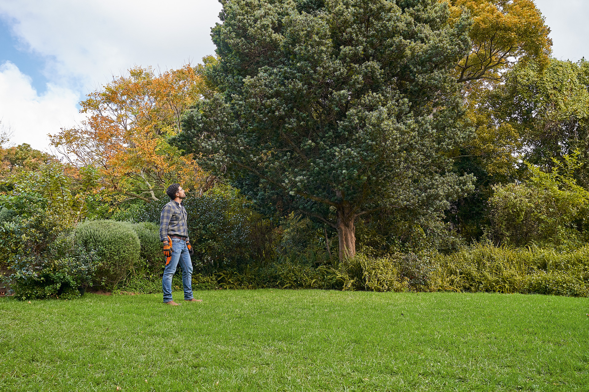 Un hombre con guantes de protección STIHL y una sierra de mano mira un árbol de hoja caduca en el jardín 