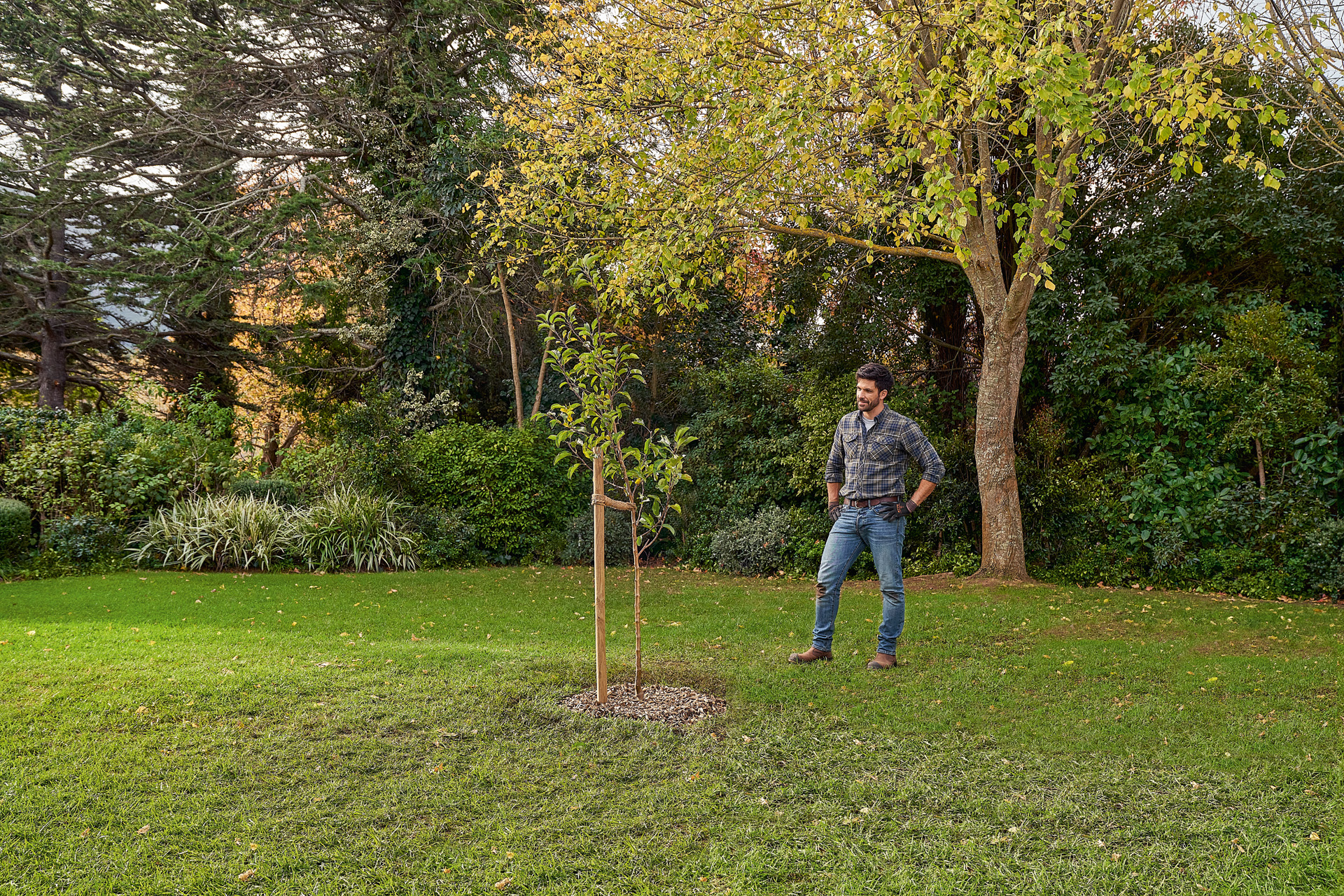 Un hombre se encuentra en el jardín junto a un árbol recién plantado