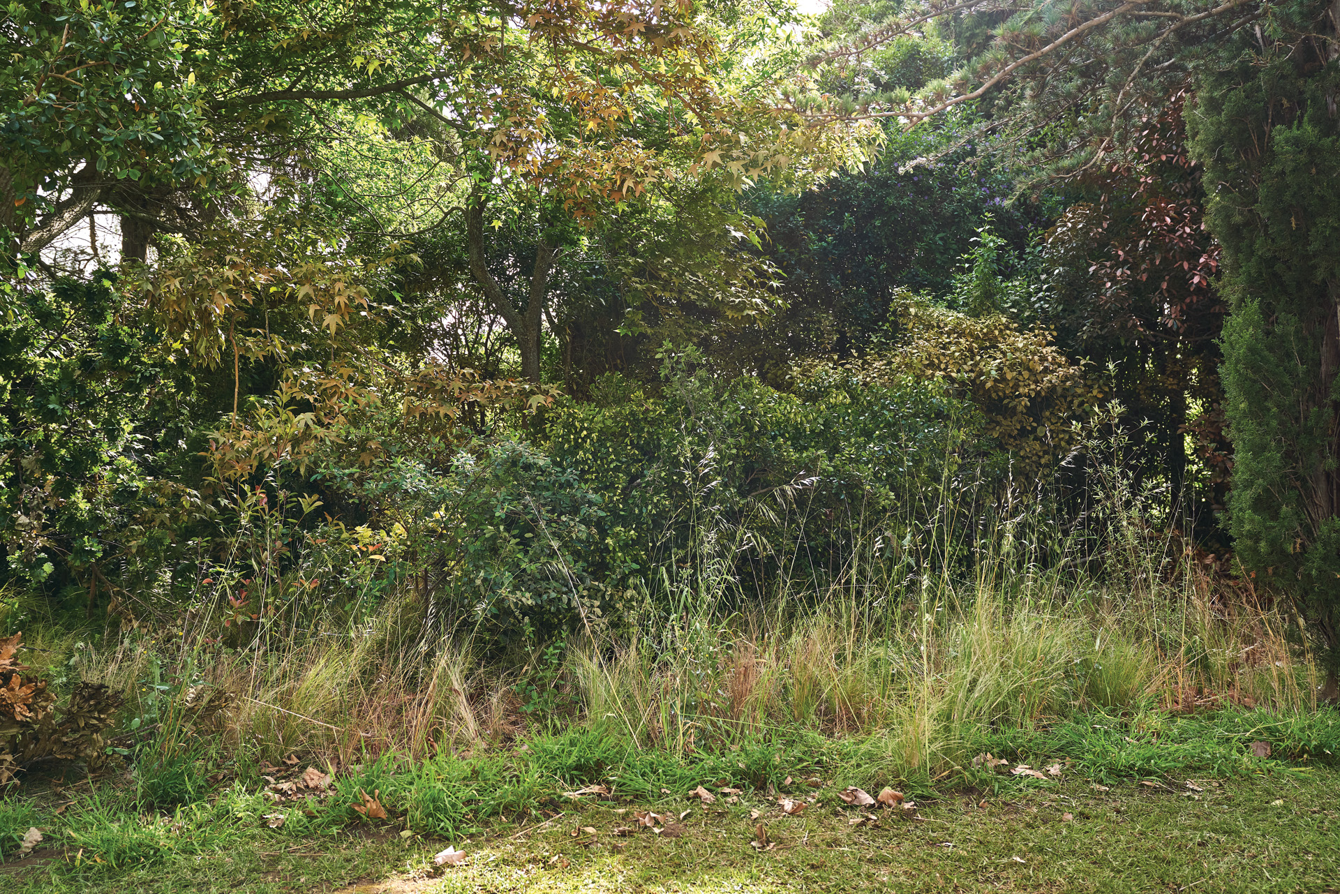Un jardín descuidado y sombrío con hierba alta, hojas caídas, arbustos y árboles tupidos.