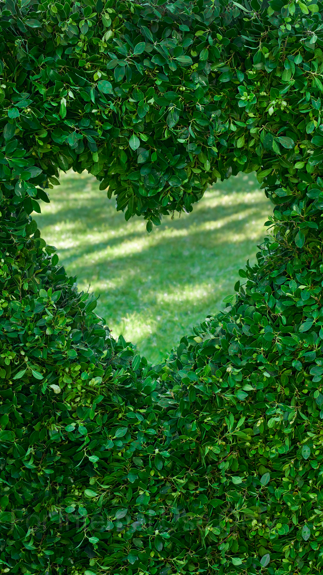 Corazón formado en un seto de hojas verdes y al fondo se ve el césped