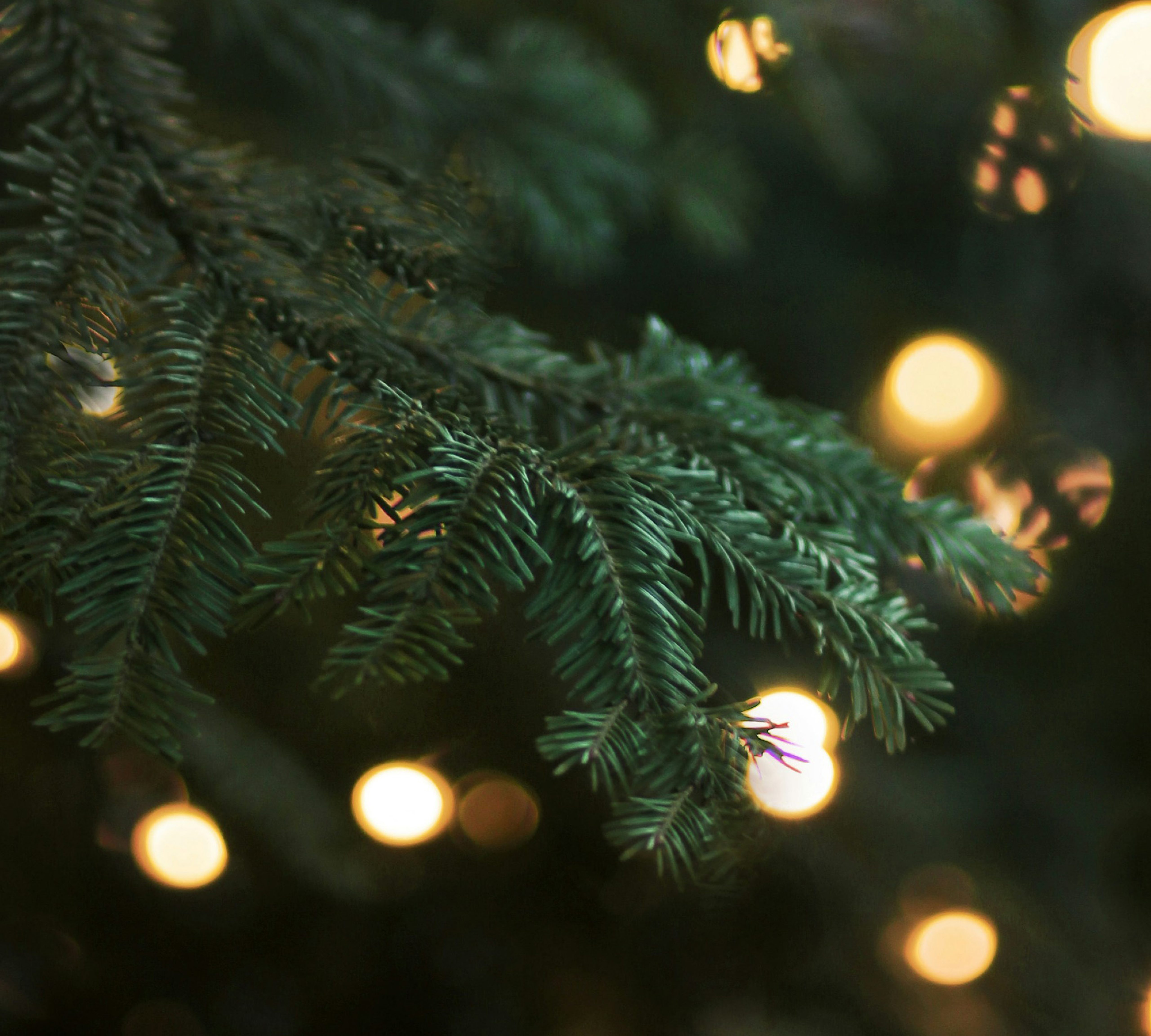 Fondo de abeto con luces navideñas