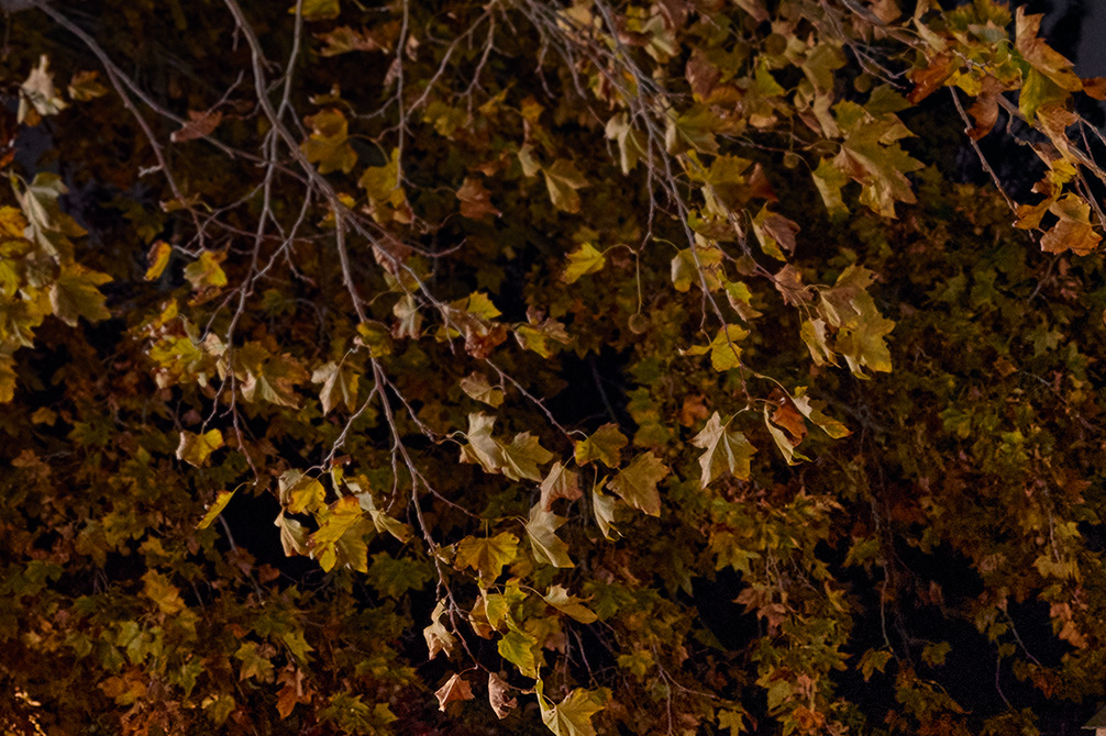 coloridas hojas de otoño en la noche